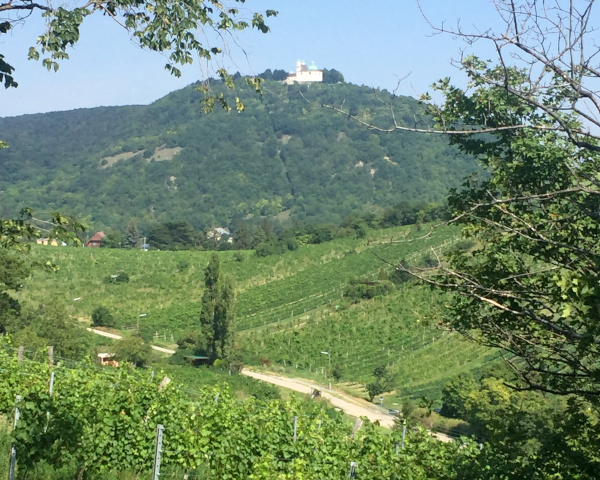 Blick nach oben in Richtung Leopoldsberg
